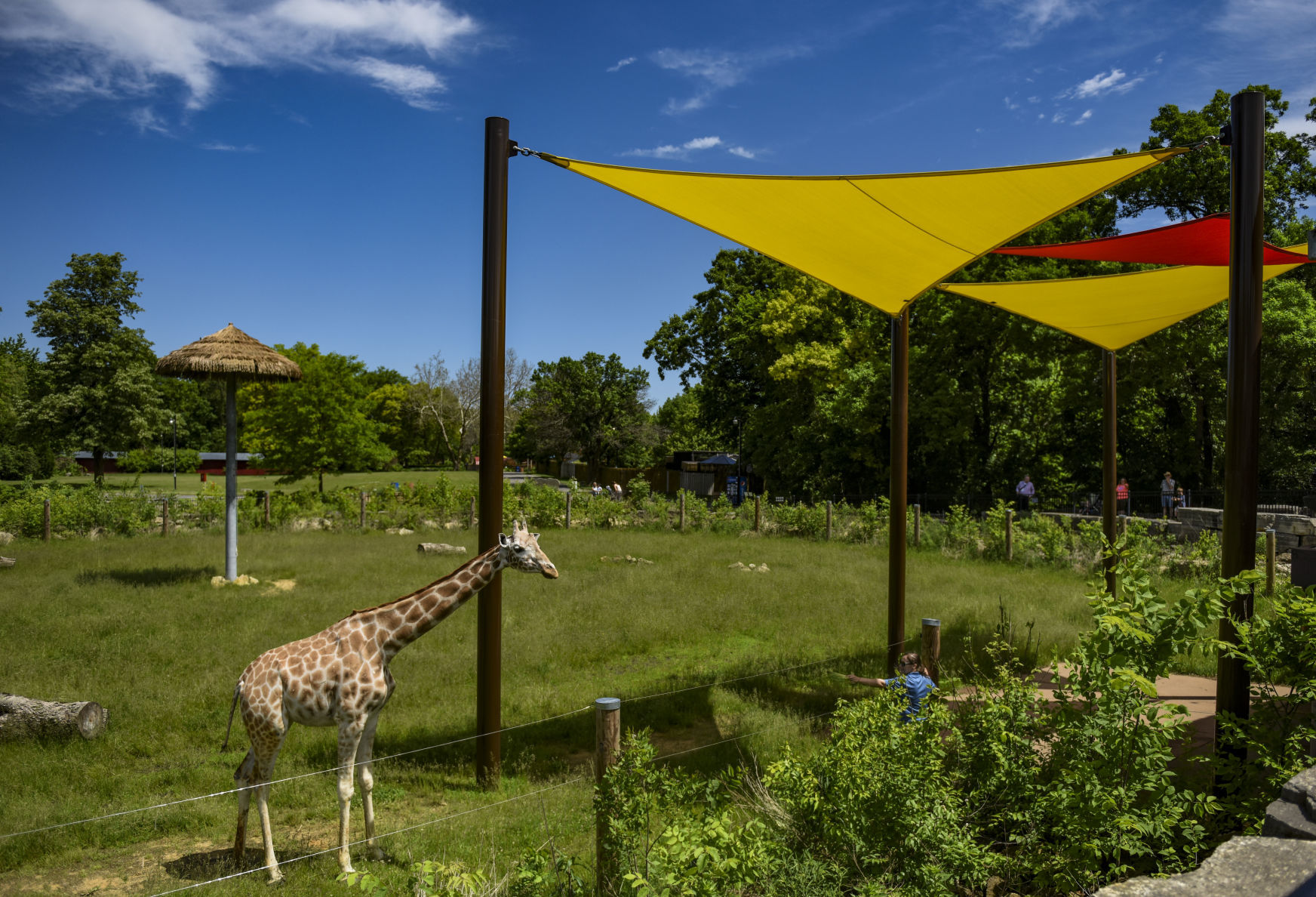 060619-mda-nws-giraffes-1.jpg